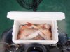 Snapper in Bin Small.jpg
