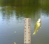fish.jpg
