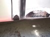 DSCN0706.JPG