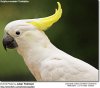 sulphurcrestedcockatoo.jpg