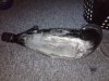 MY EXHAUST.jpg