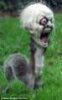 squirrel.jpg