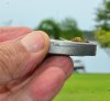 PTOCarbCheckvalve.jpg