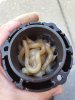 stbd pump cone grease.jpg