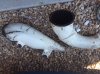 SeadooPipe3.JPG