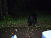 big bear.jpg