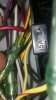 5Amp Fuse MPEM GTX.jpg