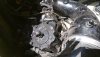 98 XP Engine2.jpeg
