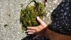 weeds.jpg