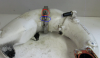 pipe.PNG