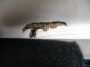 Boat Damage 001.jpg