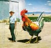 Pet%20Rooster.jpg