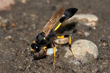 close-up-of-mud-dauber-2.jpg
