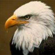 wild turkey