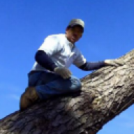 TreeDave
