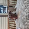 Truckindog