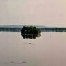 Waterdog19